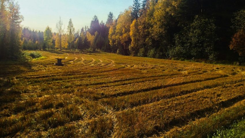 green grass field during daytime